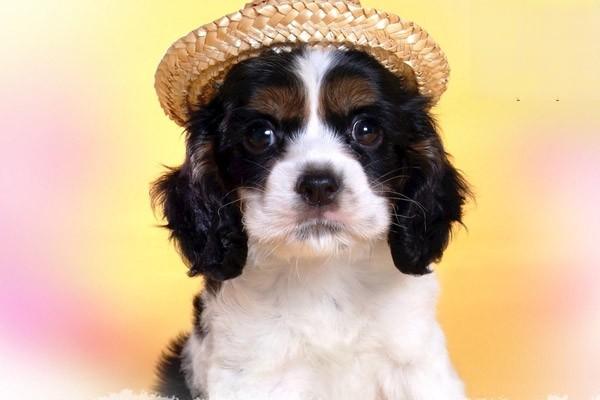 1616662207775749.jpg 猫咪狗狗的奇怪行为解读