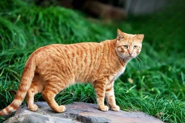 1613976867298407.jpg 新手养猫科普指南