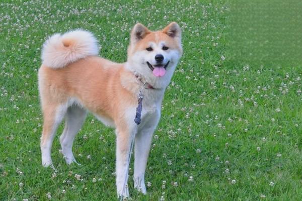 1614830167727350.jpg 为什么狗喜欢舔洗澡后的主人