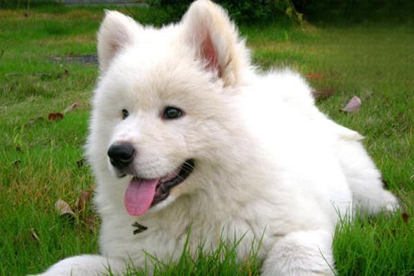 1611045349301476.jpg 狗狗得了细小治疗注意事项