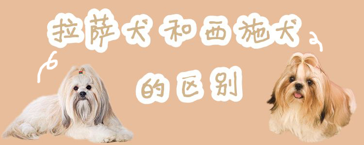 拉萨犬和西施犬的区别