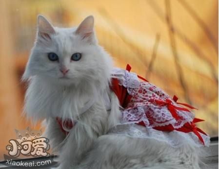 蒂凡尼猫掉毛怎么办 蒂凡尼猫掉毛处理方法