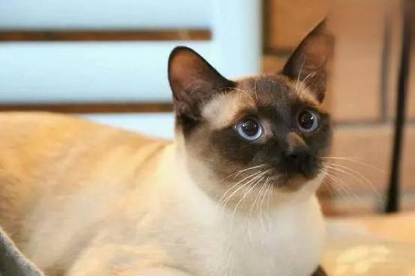 1611741449233160.jpg 猫蛋白质怎么补充