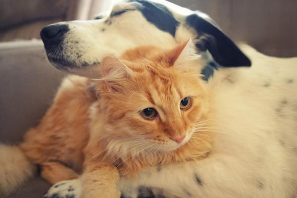 1616662233210767.jpg 猫咪狗狗的奇怪行为解读