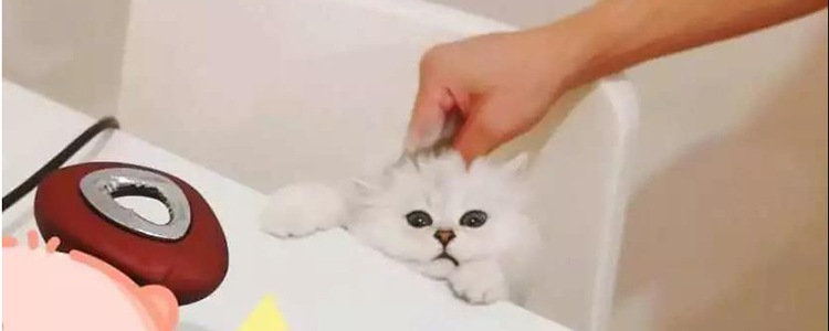 被小奶猫咬了要打针吗 请正确认识狂犬病被小奶猫咬了要打针吗 请正确认识狂犬病被小奶猫咬了要打针吗 请正确认识狂犬病