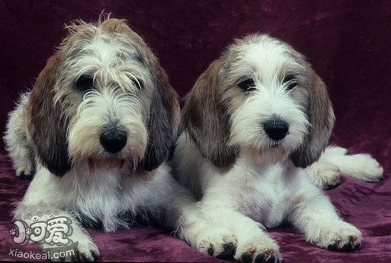 迷你贝吉格里芬凡丁犬洗澡流程及注意要点1