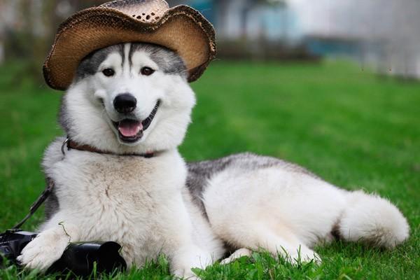 1623229457139681.jpg 松狮犬怎么减肥