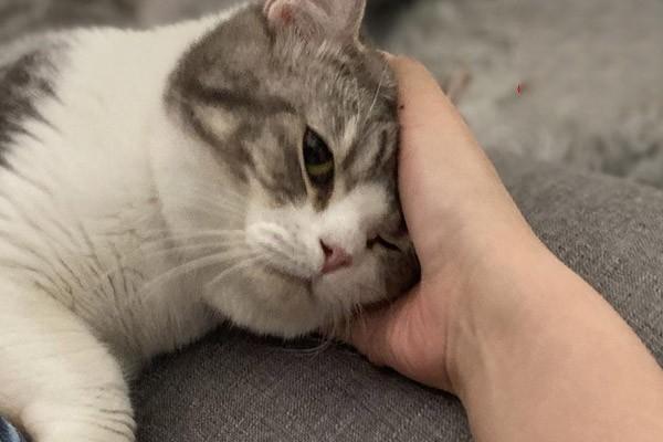 猫中毒症状 猫中毒症状