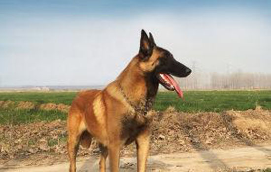 东莞禁养马犬吗 能不能在东莞养马犬