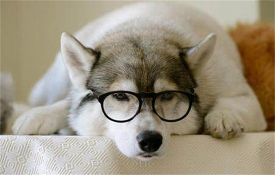 哈士奇多大性格可以稳定下来