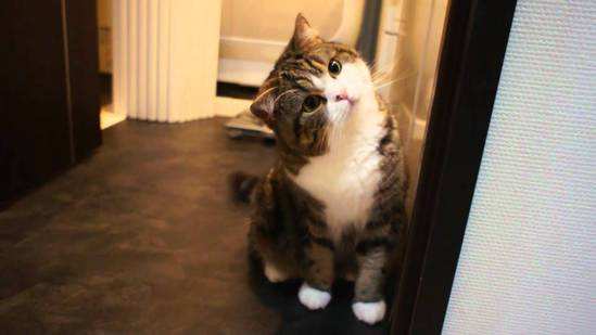 猫能吃蛋清吗 猫咪偷偷吃蛋清一定要制止