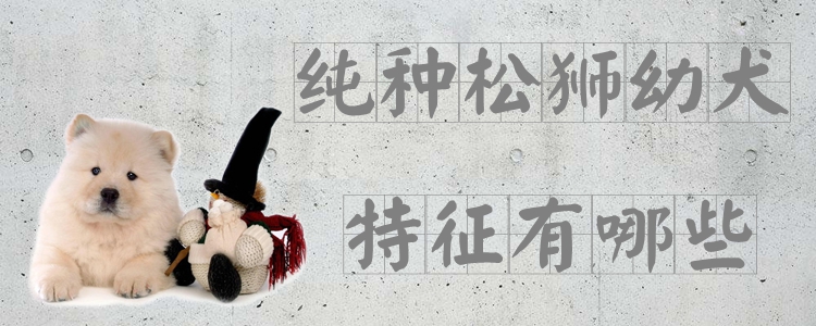 纯种松狮幼犬特征有哪些