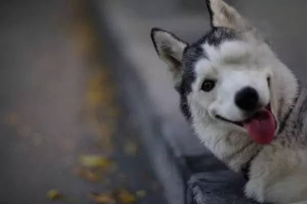 1610009165341750.jpg 狗狗肥胖症的原因与减肥方法