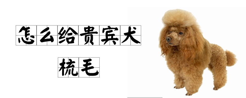 怎么给贵宾犬梳毛