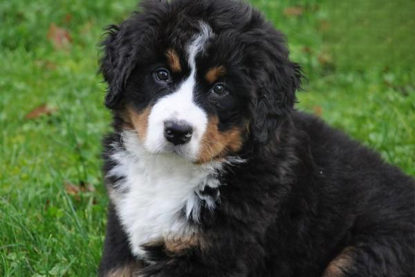 1623222187353490.jpg 犬细小症状 狗狗细小是什么症状