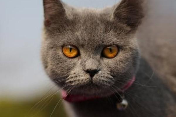 1610505267572639.jpg 猫狗绝育要多少钱,猫狗绝育价格