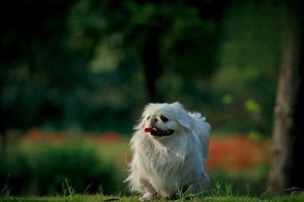 1611308930819147.jpg 怎么看猫狗是否适合混养