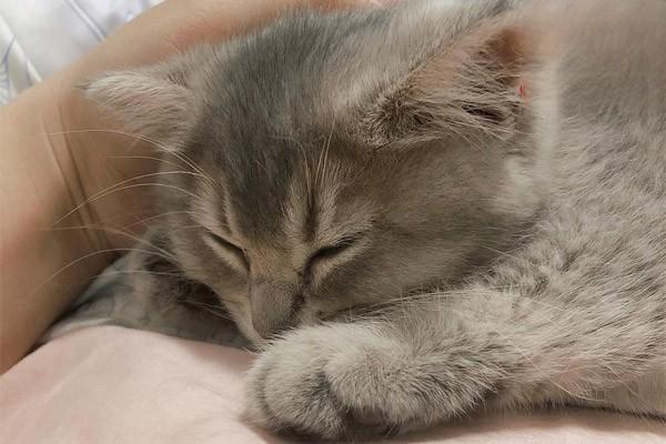 猫咪得了富贵病(糖尿病) 猫咪得了富贵病(糖尿病)