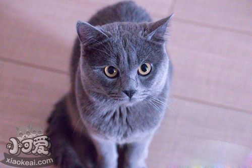 沙特尔猫吃什么 沙特尔猫喂食要求