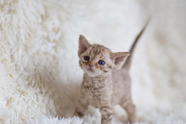 1611024930491268.jpg 猫呕吐症状有哪些怎么区分