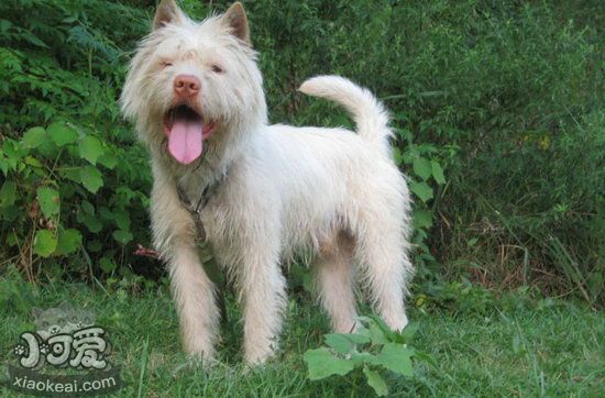 下司犬怎么养 下司犬饲养方法1