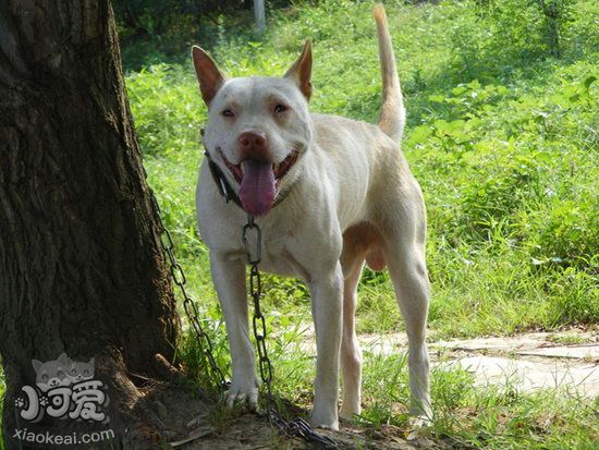 下司犬怎么护理 下司犬日常护理方法1