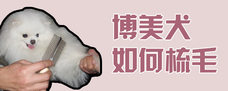 博美犬如何梳毛