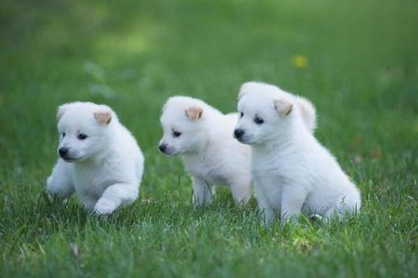 1619169301776659.jpg 被猫狗咬伤抓伤该如何正确处理