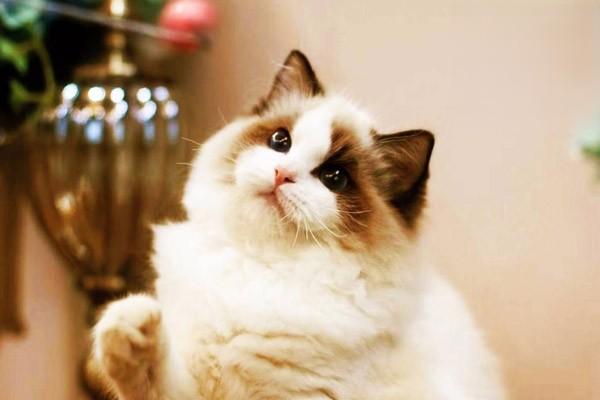 1611024911980395.jpg 猫呕吐症状有哪些怎么区分