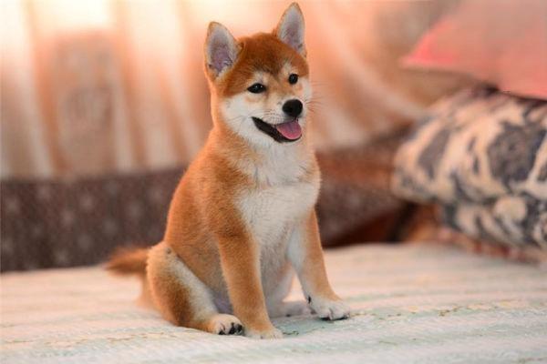 1618904107672302.jpg 宠物狗缺钙的那些事