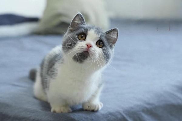 1618986451433583.jpg 猫咪突然疯跑怎么回事