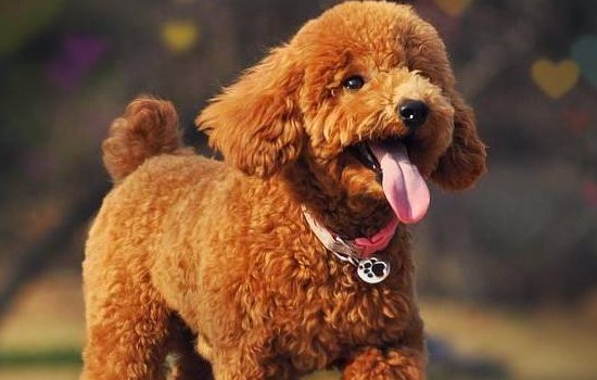 贵宾犬的寿命一般是多久