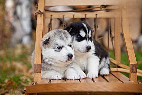 1614591602767738.jpg 养小型犬的小建议