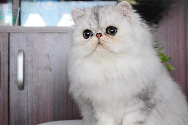 1611741463190990.jpg 猫蛋白质怎么补充