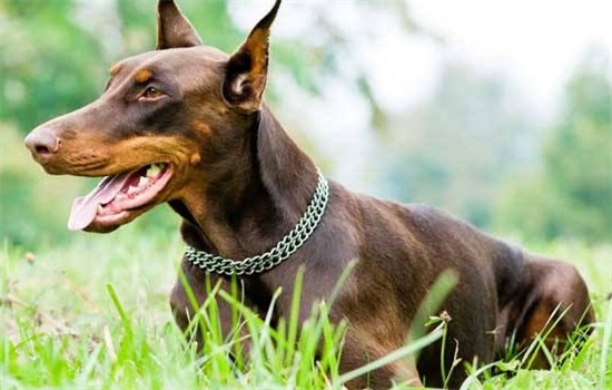 迷你杜宾是禁养犬吗