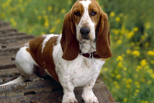 1616662184649893.jpg 猫咪狗狗的奇怪行为解读