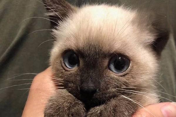 1614320487466234.jpg 猫咪春季常见疾病