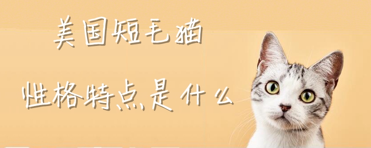 美国短毛猫性格特点是什么