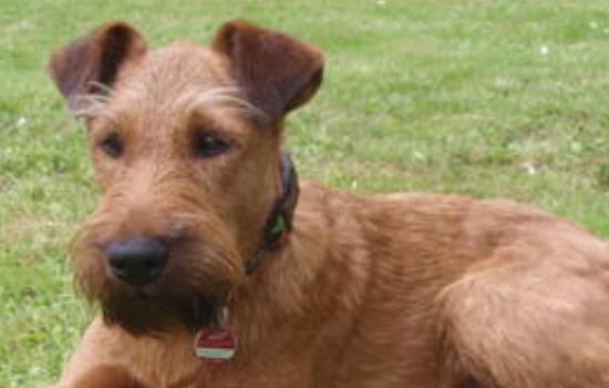 爱尔兰梗是名贵犬吗 爱尔兰梗是不是名贵犬