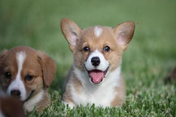 小狗眼睛周围发红怎么办 小狗眼睛周围发红怎么办