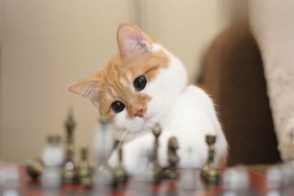 1613729634478258.jpg 猫总把猫砂刨一地咋回事