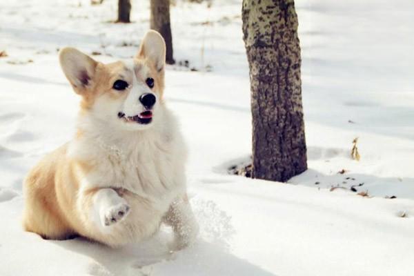 1611369477818718.jpg 猫狗长期便秘腹泻消化不良怎么办