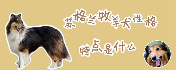 苏格兰牧羊犬性格特点是什么