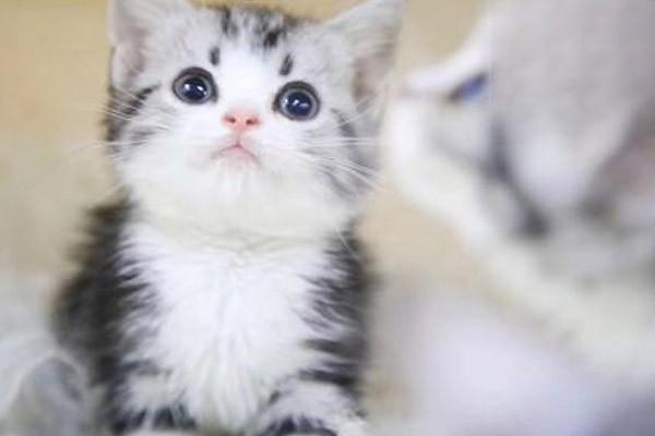 1611741435909388.jpg 猫蛋白质怎么补充