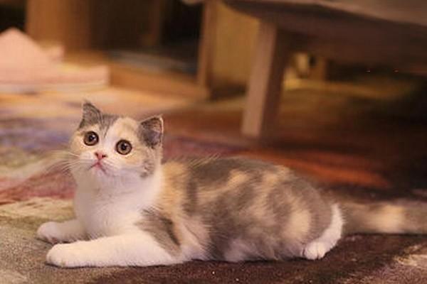 猫毛掉多了会吸进肺里