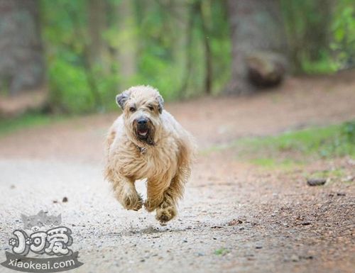 爱尔兰软毛梗性格怎么样 爱尔兰软毛梗性格介绍