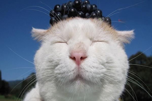 怎么治疗猫咪湿疹,猫湿疹难治吗? 怎么治疗猫咪湿疹,猫湿疹难治吗?