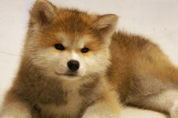 1618196317644506.jpg 狗狗感染细小怎么办