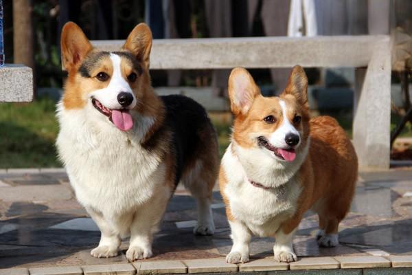 1614932494411934.jpg 为什么有些狗不怕疼