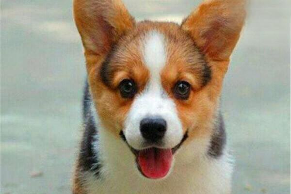 1625566766901073.jpg 狗狗眼睛里面有血丝